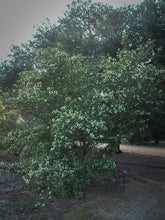 Load image into Gallery viewer, Ceanothus thyrsiflorus 'Snow Flurry' - Snow Flurry Mountain Lilac