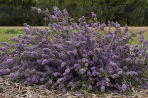 Ceanothus maritimus 'Valley Violet' - Valley Violet Mountain Lilac