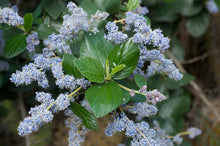 Load image into Gallery viewer, Ceanothus arboreus 'Powder Blue' - Powder Blue Ceanothus