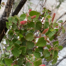 Load image into Gallery viewer, Acalypha californica - California Copperleaf