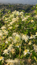 Load image into Gallery viewer, Clematis ligusticifolia - Virgin's Bower