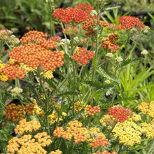Load image into Gallery viewer, Achillea millefolium 'Fireland' - Fireland Yarrow