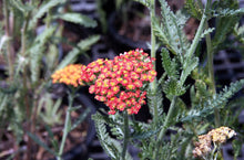 Load image into Gallery viewer, Achillea millefolium 'Fireland' - Fireland Yarrow