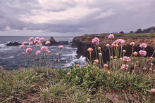 Load image into Gallery viewer, Armeria maritima - Pink Sea Thrift
