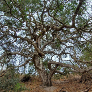 Quercus agrifolia - Coast Live Oak
