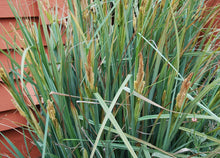 Load image into Gallery viewer, Carex spissa - San Diego Sedge