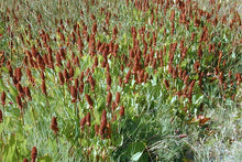 Load image into Gallery viewer, Anemopsis californica - Yerba Mansa