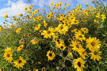 Load image into Gallery viewer, Encelia californica - Bush Sunflower