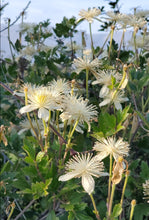 Load image into Gallery viewer, Clematis ligusticifolia - Virgin&#39;s Bower
