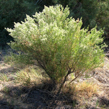 Load image into Gallery viewer, Baccharis salicina - Emory's Baccharis