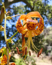 Load image into Gallery viewer, Lilium humboldtii - Humboldt Lily