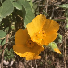 Load image into Gallery viewer, Abutilon palmeri - Palmer's Indian Mallow