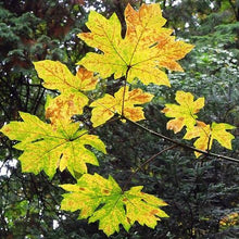 Load image into Gallery viewer, Acer macrophyllum - Big Leaf Maple
