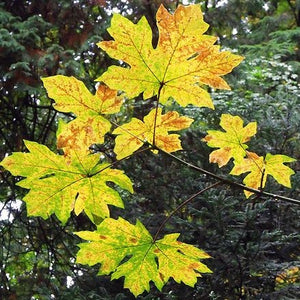 Acer macrophyllum - Big Leaf Maple
