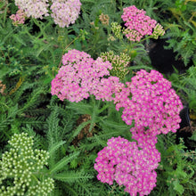 Load image into Gallery viewer, Achillea millefolium 'Astral Rose' - Astral Rose Yarrow