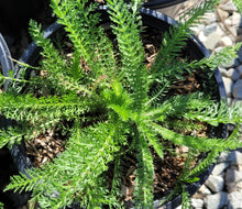 Load image into Gallery viewer, Achillea millefolium 'Astral Rose' - Astral Rose Yarrow