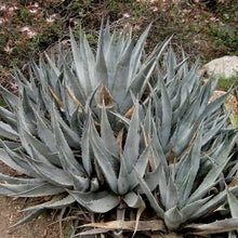 Load image into Gallery viewer, Agave deserti - Desert Agave