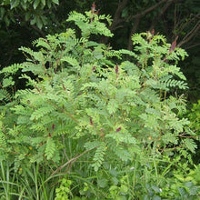 Load image into Gallery viewer, Amorpha fruticosa - Western False Indigo
