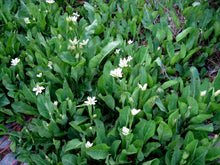 Load image into Gallery viewer, Anemopsis californica - Yerba Mansa