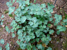 Load image into Gallery viewer, Aquilegia eximia - Van Houtte's Columbine