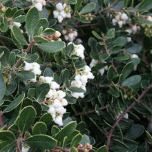 Load image into Gallery viewer, Arctostaphylos 'Emerald Carpet' - Emerald Carpet Manzanita