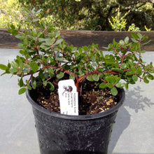 Load image into Gallery viewer, Arctostaphylos 'Sunset' - Sunset Manzanita