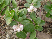 Load image into Gallery viewer, Arctostaphylos edmundsii 'Carmel Sur' - Carmel Sur Manzanita