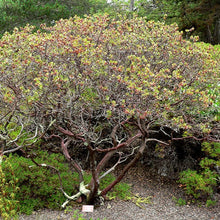Load image into Gallery viewer, Arctostaphylos morroensis - Morro Bay Manzanita