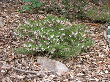 Load image into Gallery viewer, Arctostpahylos 'White Lanterns' - White Lanterns Manzanita