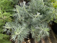 Load image into Gallery viewer, Artemisia californica 'Montara' - Montara Sagebrush