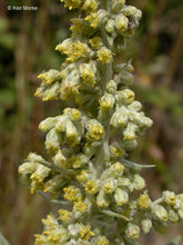 Load image into Gallery viewer, Artemisia douglasiana - Mugwort