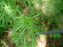 Load image into Gallery viewer, Artemisia dracunculus - Wild Tarragon