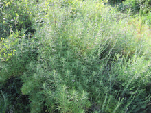 Load image into Gallery viewer, Artemisia palmeri - San Diego Sagewort