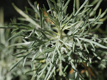 Load image into Gallery viewer, Artemisia palmeri - San Diego Sagewort