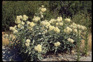 Asclepias eriocarpa - Kotolo Milkweed