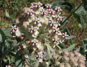 Asclepias eriocarpa - Kotolo Milkweed