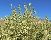 Load image into Gallery viewer, Atriplex canescens - Fourwing Saltbush