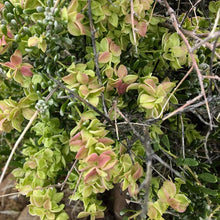 Load image into Gallery viewer, Atriplex canescens - Fourwing Saltbush