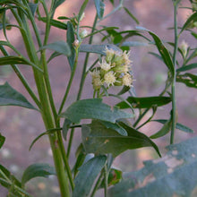 Load image into Gallery viewer, Baccharis salicina - Emory's Baccharis