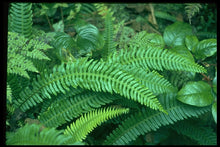 Load image into Gallery viewer, Blechnum spicant - Deer Fern