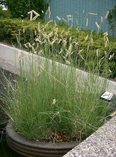 Load image into Gallery viewer, Bouteloua gracilis - Blue Grama Grass