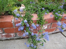 Load image into Gallery viewer, Ceanothus hearstiorum - Hearst's Ceanothus