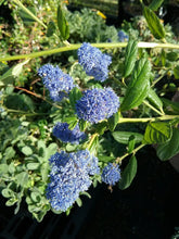 Load image into Gallery viewer, Ceanothus thyrsiflorus var. griseus 'Louis Edmunds' - Louis Edmunds Ceanothus