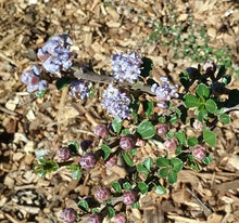 Load image into Gallery viewer, Ceanothus rigidus 'Sapphire' - Sapphire Monterey Ceanothus