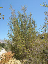 Load image into Gallery viewer, Cercocarpus betuloides - Mountain Mahogany