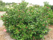 Load image into Gallery viewer, Calycanthus occidentalis - Spice Bush