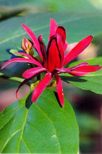 Load image into Gallery viewer, Calycanthus occidentalis - Spice Bush