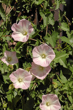 Load image into Gallery viewer, Calystegia macrostegia - California Morning Glory
