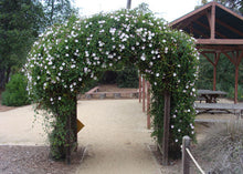Load image into Gallery viewer, Calystegia macrostegia - California Morning Glory