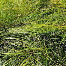 Load image into Gallery viewer, Carex praegracilis - California Field Sedge